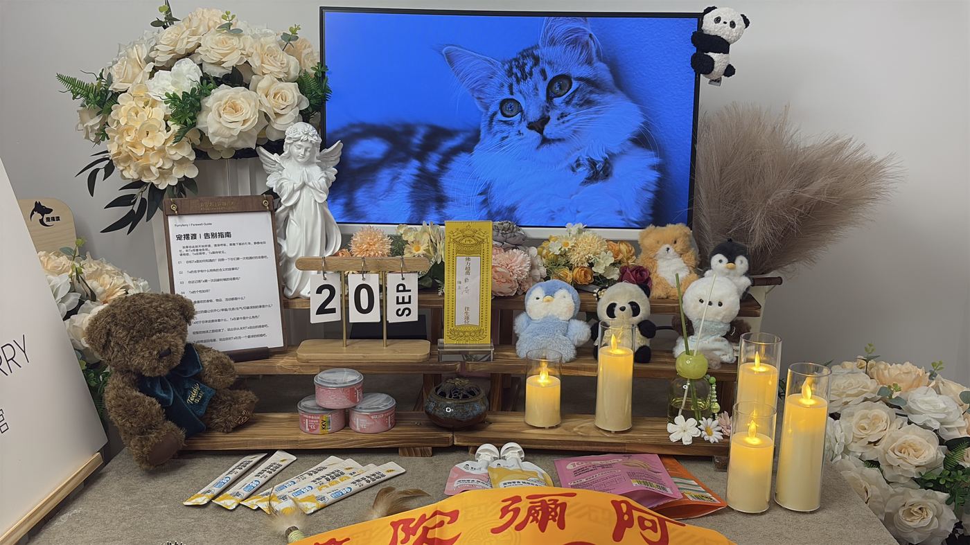 猫咪离世后怎么办？滁州猫主子告别指南